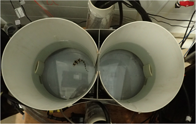 Behavioral Preference