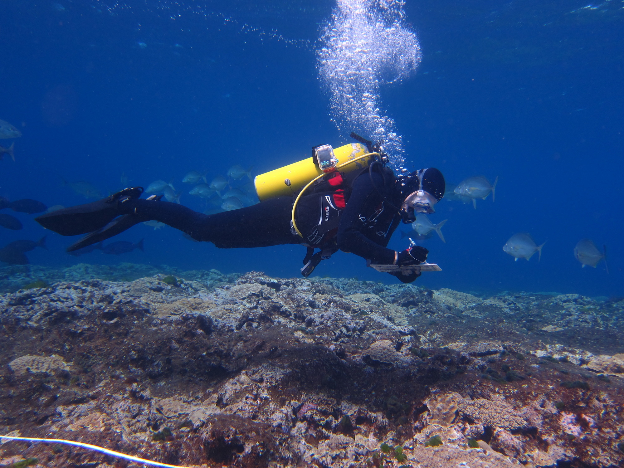 Coral reef underwater