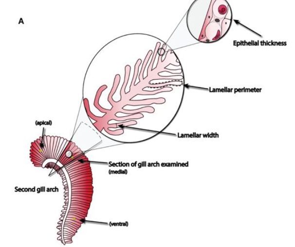 Johansen et al. 2021 eLife figure