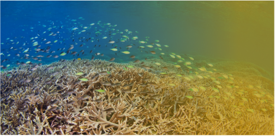 Civil Beat herbivore and coral reef research