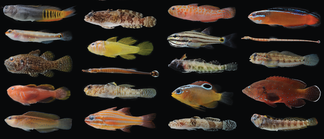 Diversity of cryptobenthic coral reef fishes