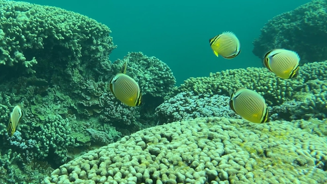 Red grouper on coral reef