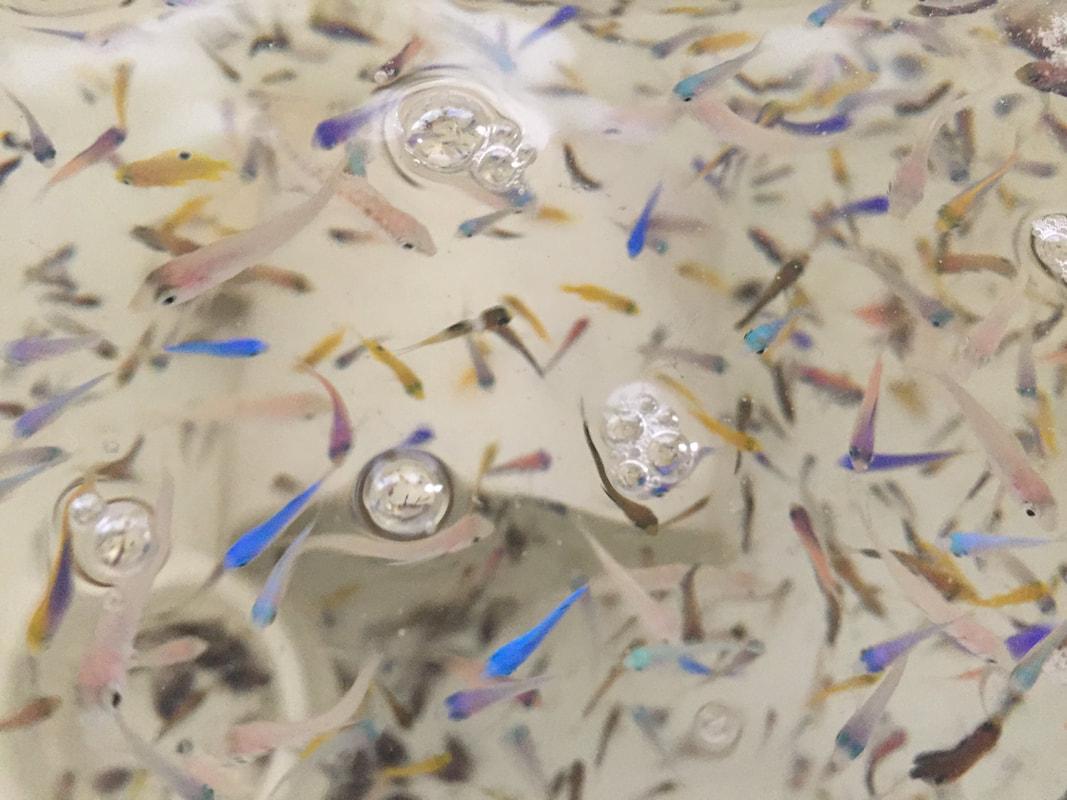 Juvenile reef fish collection in the lab