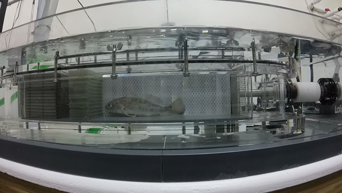 Metabolic Performance