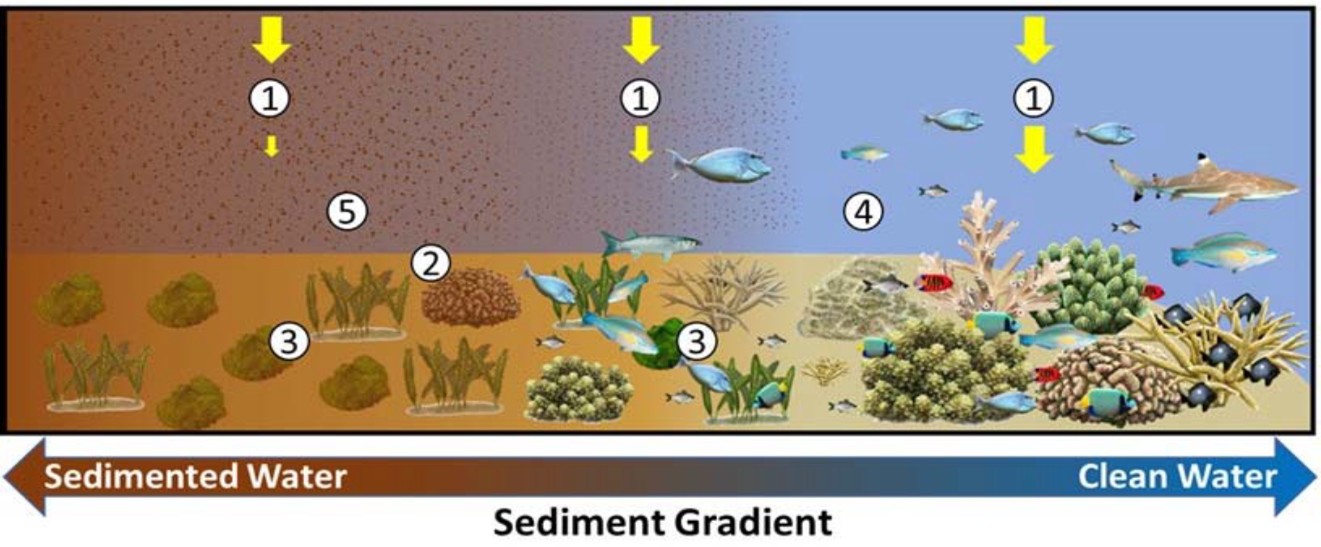 Sediment gradient diagram showing sedimented water transitioning to clean water on a coral reef