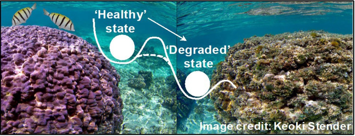 Healthy versus degraded coral reef comparison showing impact of herbivore loss