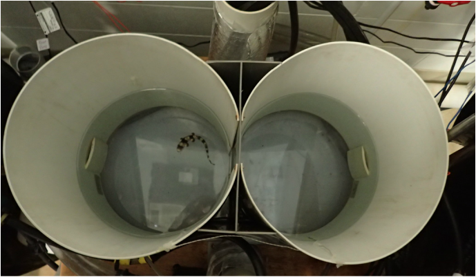 Behavioral Preference