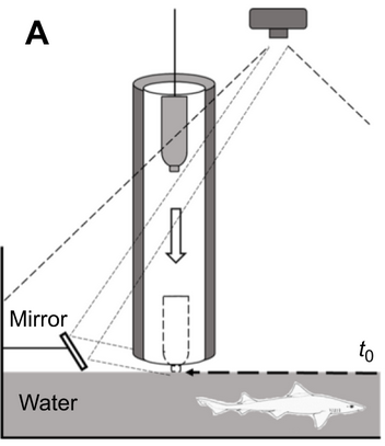 Schakmann et al. 2021 JEB figure